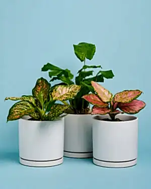 Personalised Plant + Pot