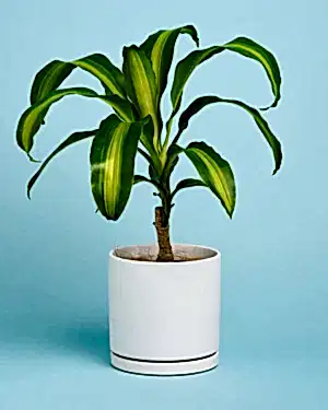 Personalised Plant + Pot