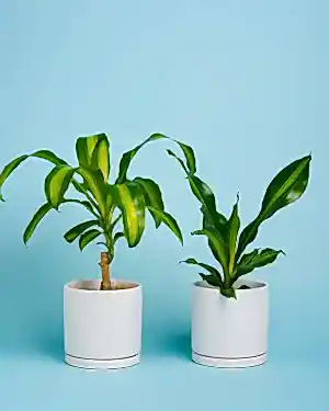 Personalised Plant + Pot