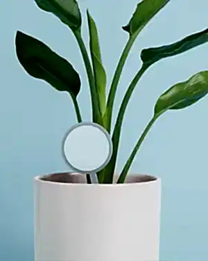 Personalised Plant + Pot