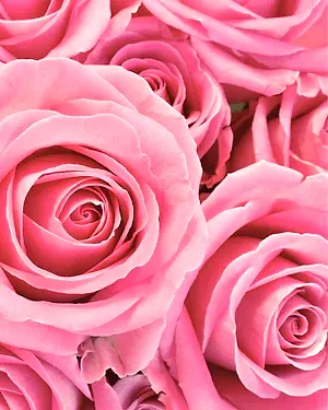 Champagne + Roses