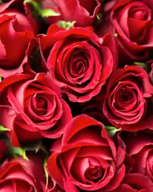 Red Roses + Vase